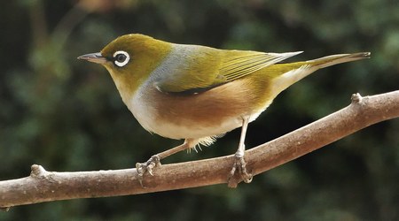 Anteojitos dorsigr&iacutes, Zosterops Lateralis