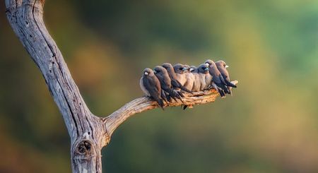 Artamo Ceniciento-Artamus Fuscus