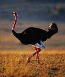 Avestruz