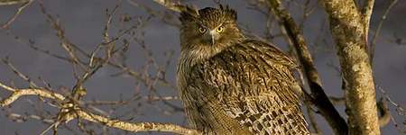 B&uacuteho pescador de Blakiston