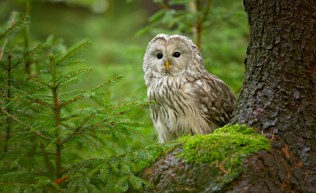 Strix Uralensis - Buho de los Urales