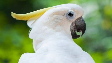 Cacatua Sulphurea