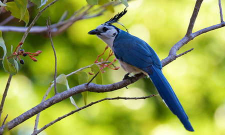 Cyanocorax Formosus - Urraca Copetona o Chara