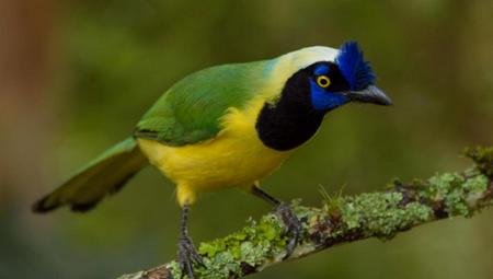 Cyanocorax Yncas - Chara Verde