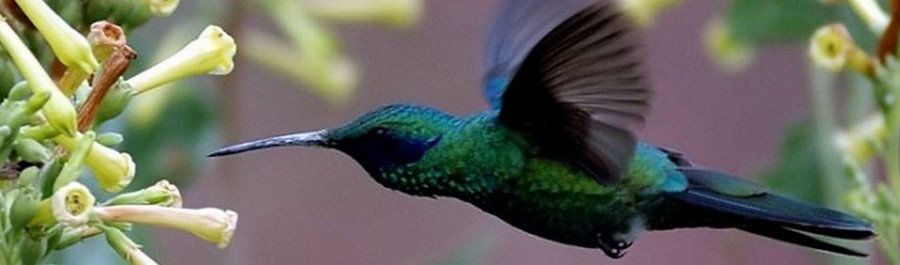Colibri