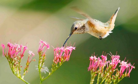 Colibri de Allen