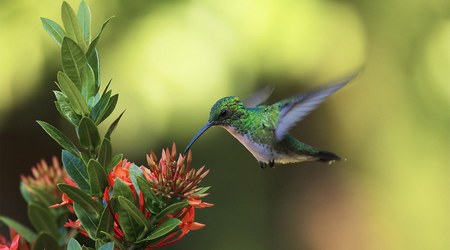 Colibri