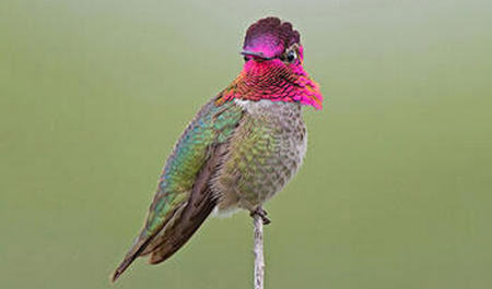 Calypte Anna