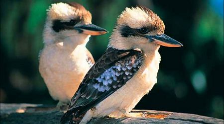 Cucaburra - Kookaburra