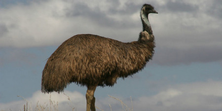 Emu