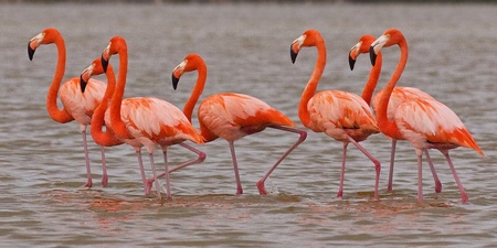 Flamingos