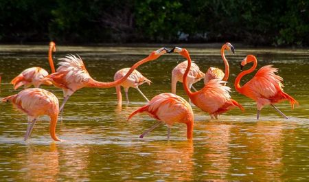 Flamencos