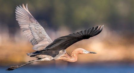 Garceta-Egretta Rufescens