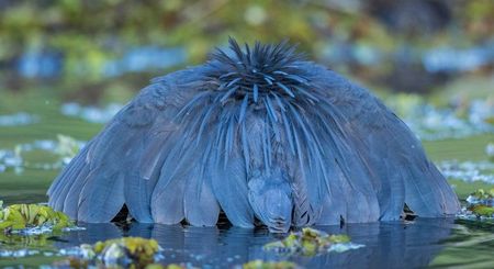 Garza Negra: Ardea Melanocephala