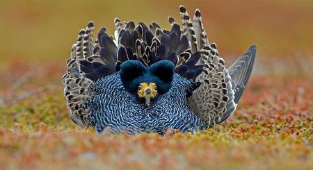 Gorgojo macho: Calidris Pugnax - Ruff Male