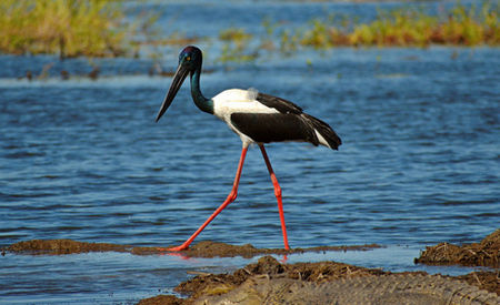 Jabiru
