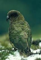 Kea-Nestor Notabilis