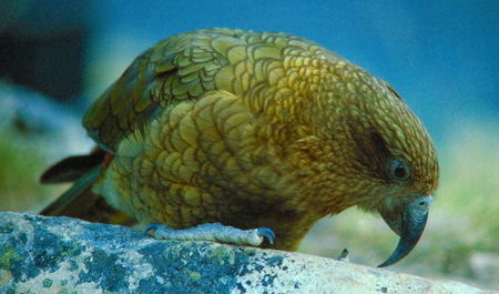 Kea: Nestor Notabilis