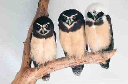 Lechuzon de Anteojos - Pulsatrix Perspicillata