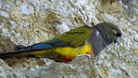 Loro Barranquero - Cyanoliseus Patagonus