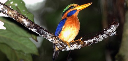 Kingfisher