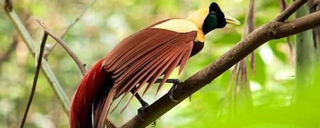Paradise Bird