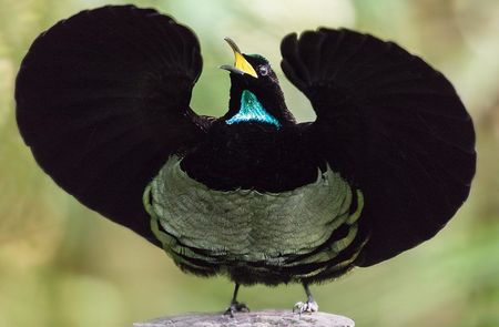 Lophorina Superba