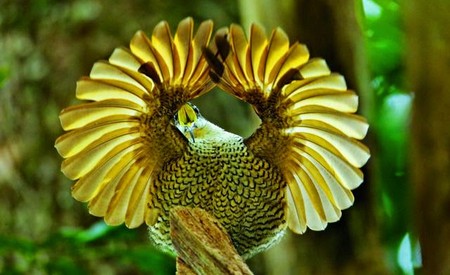 Bird of Paradise - Ptiloris Victoriae