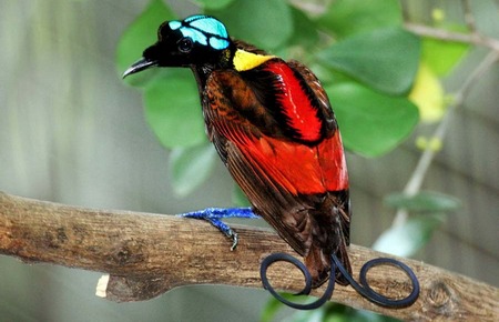 Cicinnurus Respublica