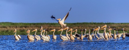 Pelicanos