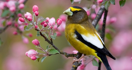 Grosbeak