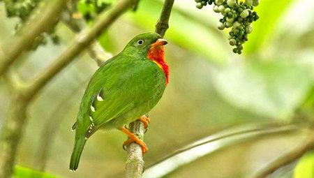 Pipreola Chlorolepidota - Frutero Gorgirrojo
