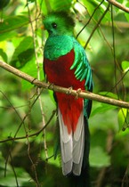 Quetzal