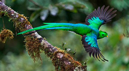 Quetzal
