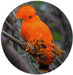 Rupicola - Cock of the Rock