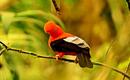 Rupicola Peruvianus - Gallito de las rocas peruano