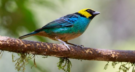Tangara