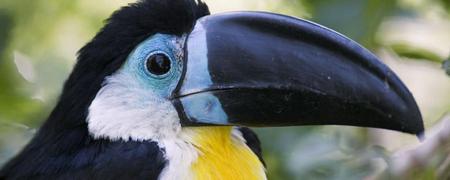Tucan