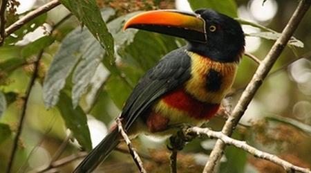 Tucan