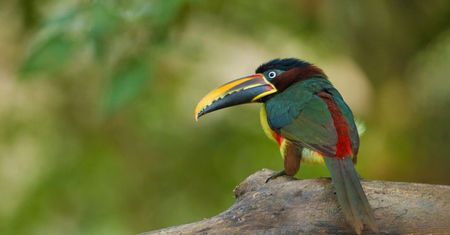 Arasari - Tucan