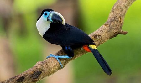 Ramphastos Tucanus