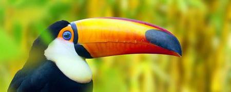 Tucan Toco
