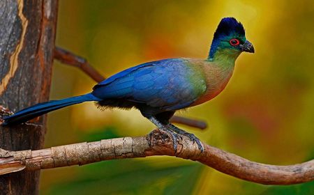 Purple Crested Hornbill