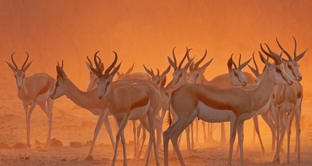 Antilopes