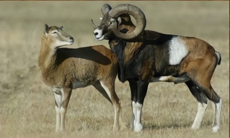 Argali: Ovis Ammon