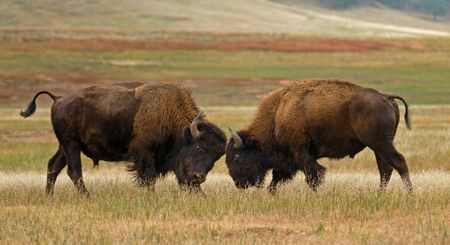 Bisontes o Bufalos Americanos