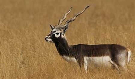 Antilope Negro - Blackbuck