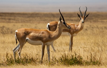 Antilopes - Blackbuck