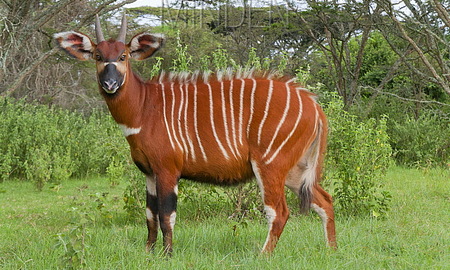Bongo: Tragelaphus Eurycerus