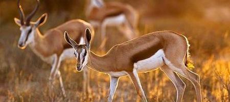 Bontebok - Damaliscus Pygargus